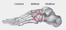 Foot Bones