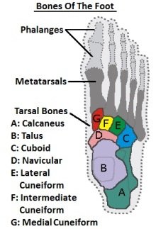 Foot Bones