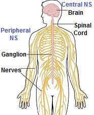 Nerve Pain In Foot: Causes, Symptoms & Diagnosis