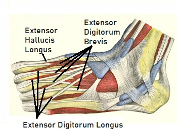 bottom of foot diagram tendons