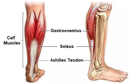 Muscular Function & Anatomy of the Lower Leg & Foot - Lesson