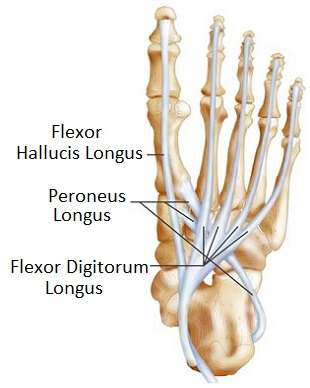 bottom foot tendons