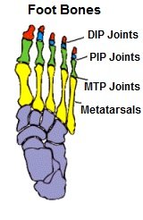 Foot Bones