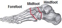 Foot Bones