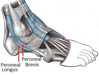 tendon under foot
