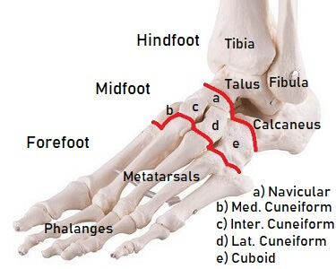 The Foot Bones 