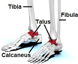 Foot Bones: Anatomy & Injuries - Foot Pain Explored