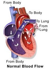 If there is a problem with how the heart pumps, fluid seeps out of the blood vessels into surrounding tissues and can cause foot and ankle swelling